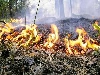 ФПС. Пожар в лесу